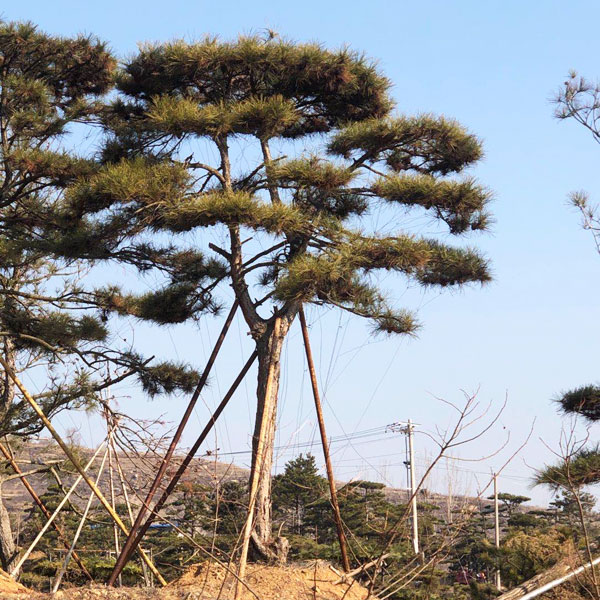 造型松苗木怎样健康成长为造型松景观