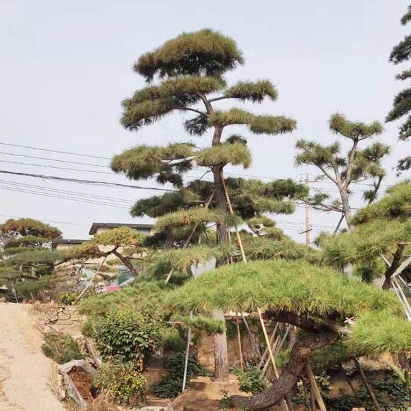 造型松基地浅析松树苗木的特性