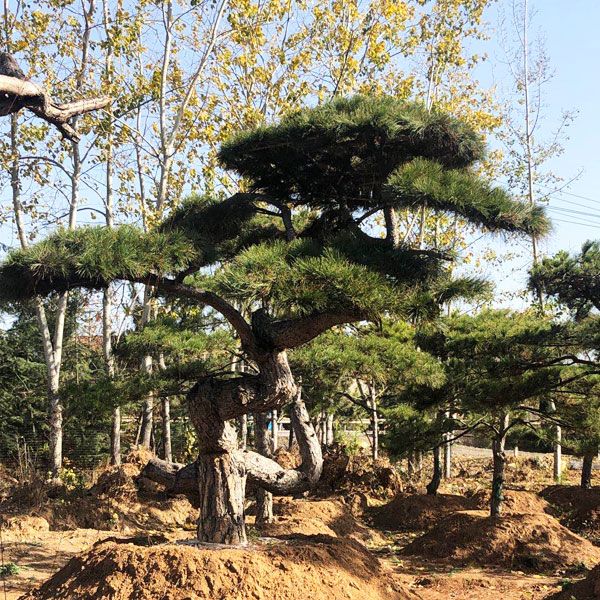 造型油松应当怎样培育可以取得良好的结果